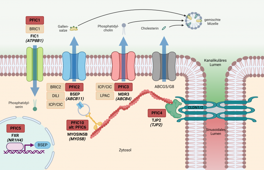Cholestase Proteine